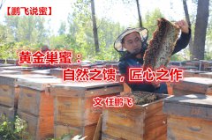 【鹏飞说蜜】黄金巢蜜：自然之馈，匠心之作